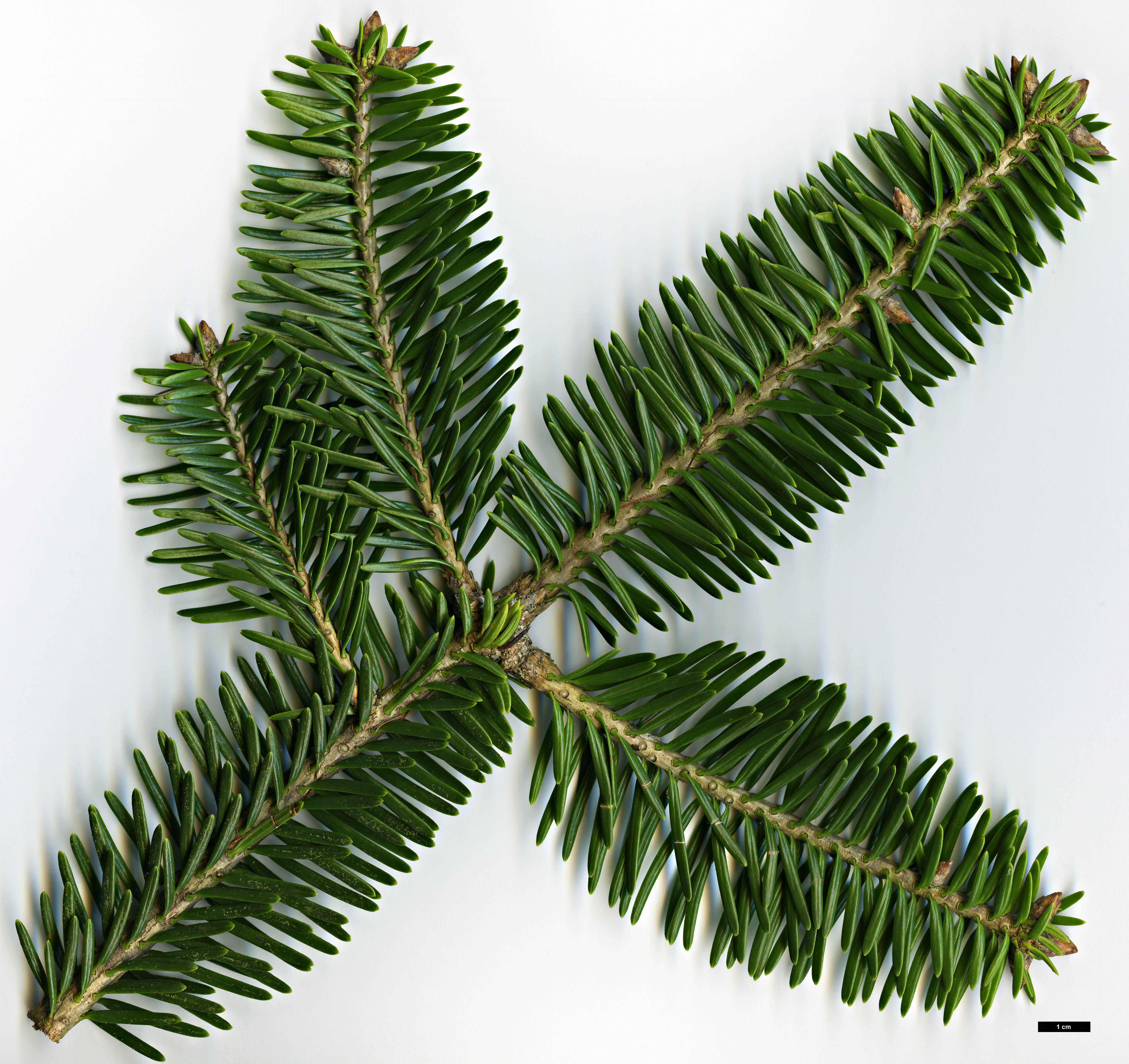 High resolution image: Family: Pinaceae - Genus: Abies - Taxon: chensiensis - SpeciesSub: subsp. yulongxueshanensis